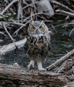 Owl perched on a log