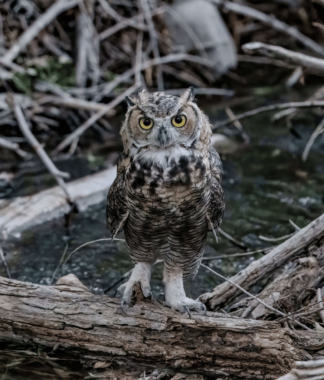 Owl perched on a log