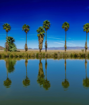 Row of palm trees over an oasis of water against the desert landscape