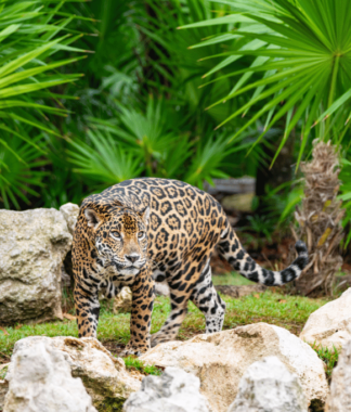 Jaguar walking through jungle foliage