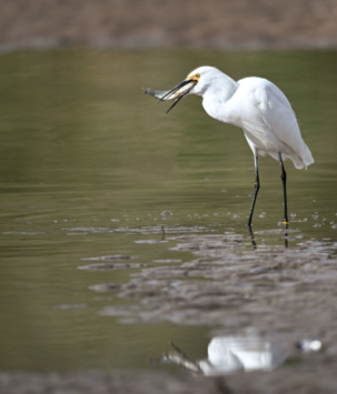 White water bird with a fish in its beak