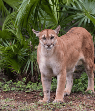 Mountain lion standing against foliage