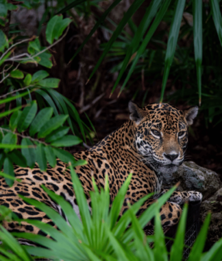 Jaguar laying among foliage