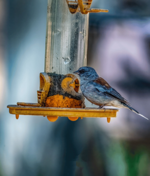 Songbird perched at a bird feeder