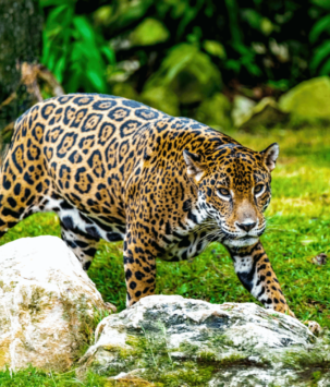 Jaguar walking through forest