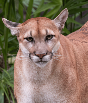 Up close view of a mountain lion head and upper body