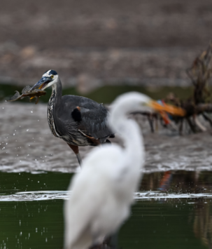 White egret out of focus with a gray egret in focus behind with a fish in beak