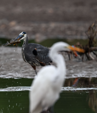 White egret out of focus with a gray egret in focus behind with a fish in beak