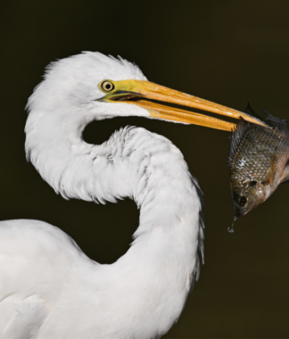 White water bird with a fish in its beak