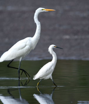 Adult and young egret walking together