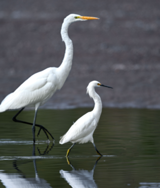 Adult and young egret walking together