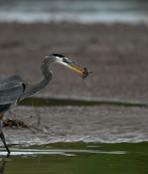 Gray egret with a fish in its beak in wetlands