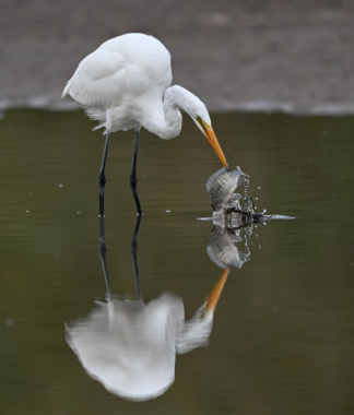 Egret catching a fish with a still reflection on the water